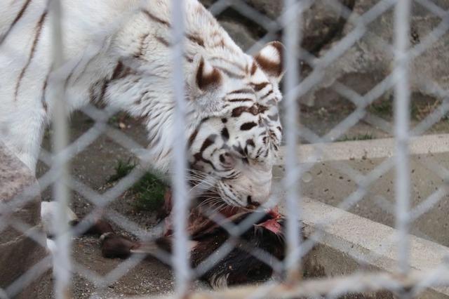  ホワイトタイガーが鹿肉をガリガリ！「屠体給餌」ってなに？…東武動物公園