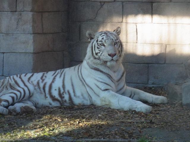  ホワイトタイガーが鹿肉をガリガリ！「屠体給餌」ってなに？…東武動物公園 