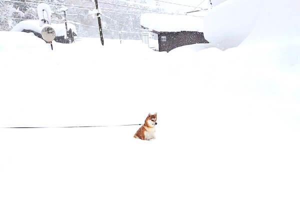 （ﾎﾟﾂﾝ…）感情を失くして雪に埋まる柴犬。なに考えてるのかマジでわからないのだがそこが可愛い。