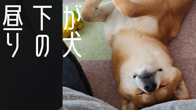 I wish I had a dog like this while I was at home... Shiba Inu Mugi-kun "Healing Gaze"