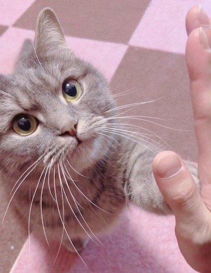  「ただの猫に見えますが実は……」　お手、ハイタッチ、猫ベル……次々と大技を披露する姿に「うちの犬より賢い」と大反響