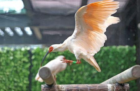 トキ分散飼育10年、放鳥候補地へ期待も