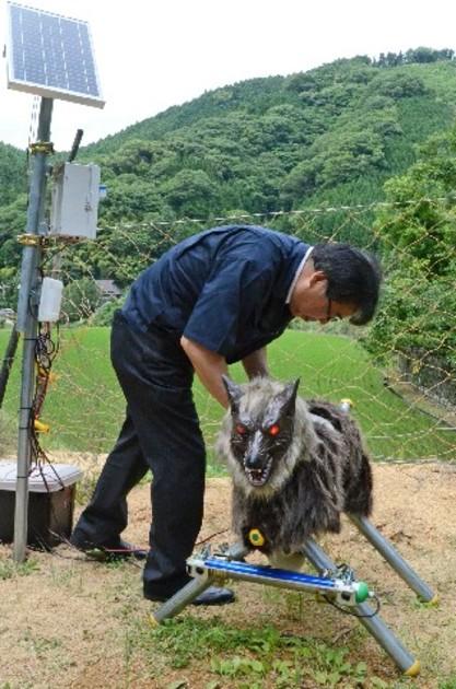  オオカミ型ロボがイノシシ撃退　小矢部で実験　「山へ帰れ」威嚇音や光で威嚇 