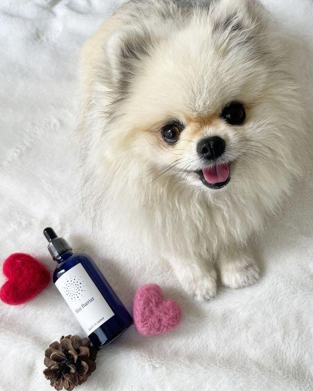 Very popular with pet lovers Instagrammer!A spatial disinfectant "MIST BARRIER" in pursuit of safety and comfort Winter disinfecting countermeasures consultation campaign