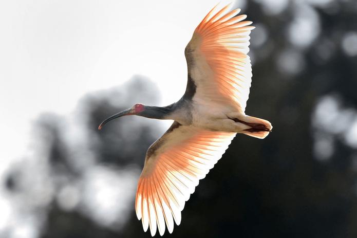 トキ放鳥　26年度にも佐渡以外で 