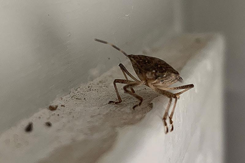Stink bug sightings in Johnson County are up again this fall — here's how to get rid of them in your home