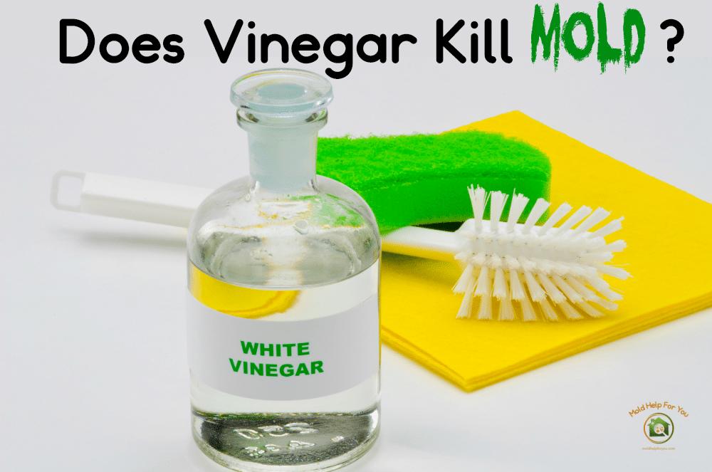 Can You Get Rid of Mold Using Vinegar? 