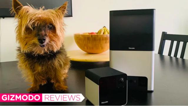 Petcube's pet camera review: It's like watching the dog and cat being away