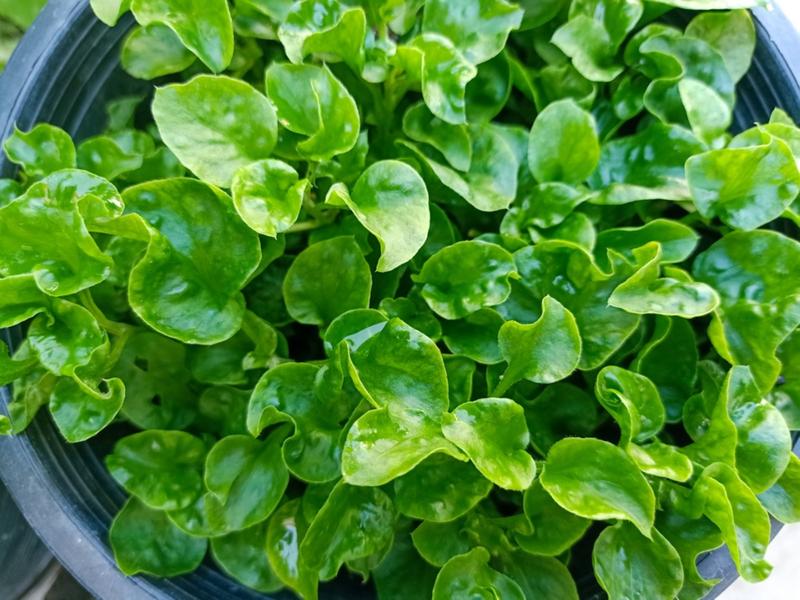 Watercress growing tips and variety guide 