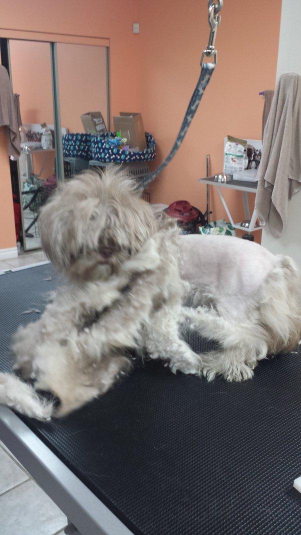 A wish fulfilled: Animal groomer tells how she got started 