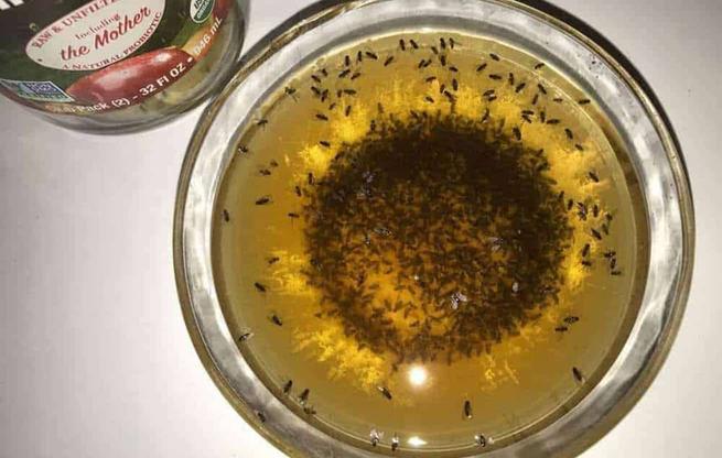 11 Hacks for Getting Rid of Fruit Flies Quickly and Effectively 