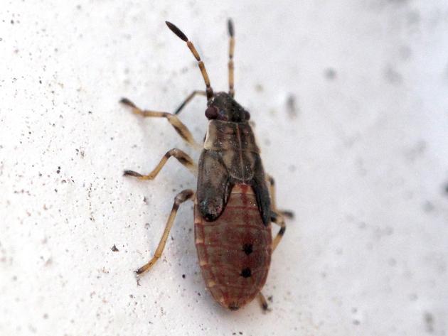 Invasive bug spreads across Utah, leeching into people's homes