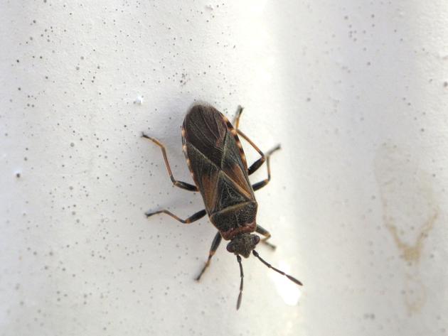 Invasive bug spreads across Utah, leeching into people's homes 