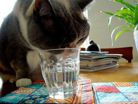 Fresh, running water improves urinary health in cats 
