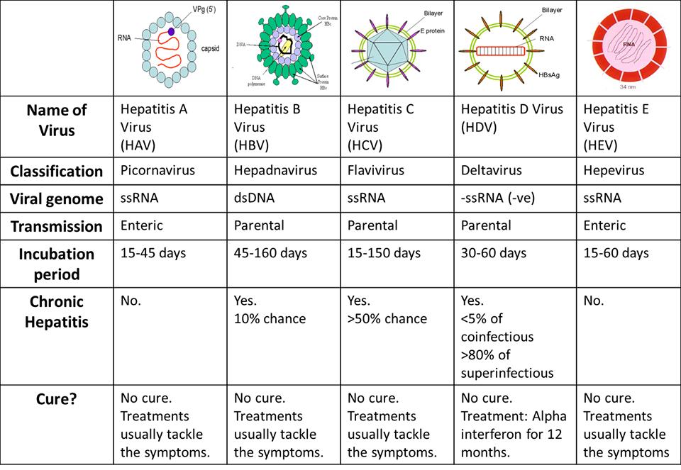 Everything You Need to Know About Hepatitis A, B, C, D, and E
