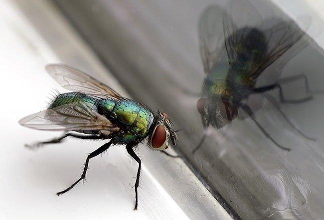 The reason your house is infested with flies and how to get rid of them