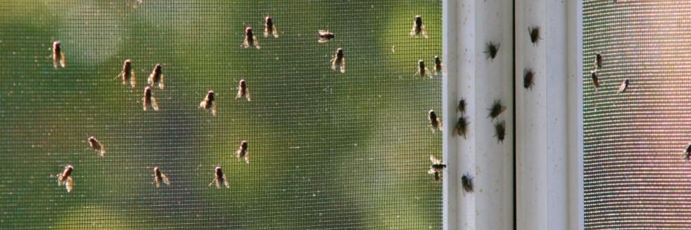 The reason your house is infested with flies and how to get rid of them 