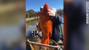 Nearly 30 Football-Sized Goldfish Caught in Minnesota Lake