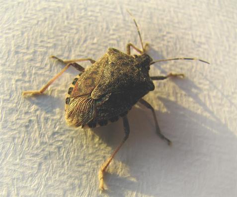 Stink bugs are everywhere. How to keep them out of your home and get rid of them