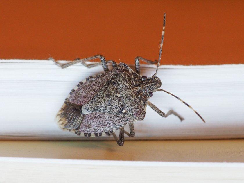 Stink bugs are everywhere. How to keep them out of your home and get rid of them 