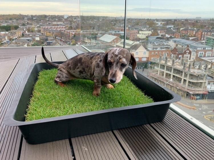 Piddle Patch: what is grass toilet for dogs featured on Dragons’ Den, how does it work and what does it cost?