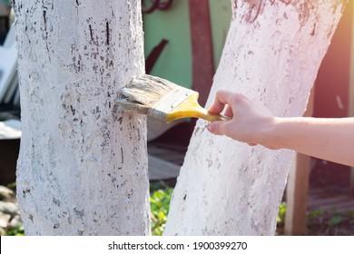 Whitewash on trees protects from sun, pests 