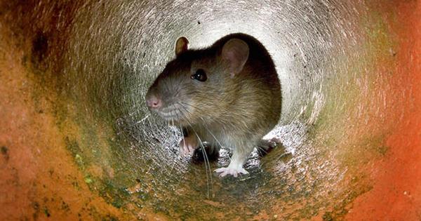 Rats 'the size of cats' could be sneaking through toilets of homes across UK