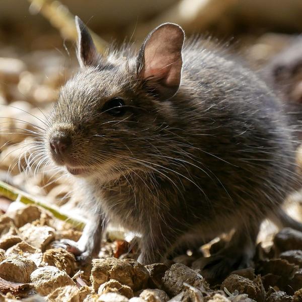 Rats 'the size of cats' could be sneaking through toilets of homes across UK 