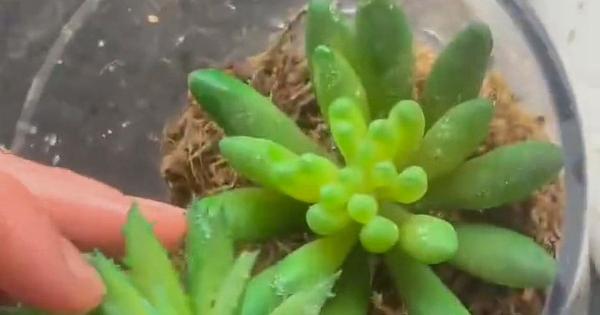 Woman spends three years watering houseplant - before realising it's made of plastic
