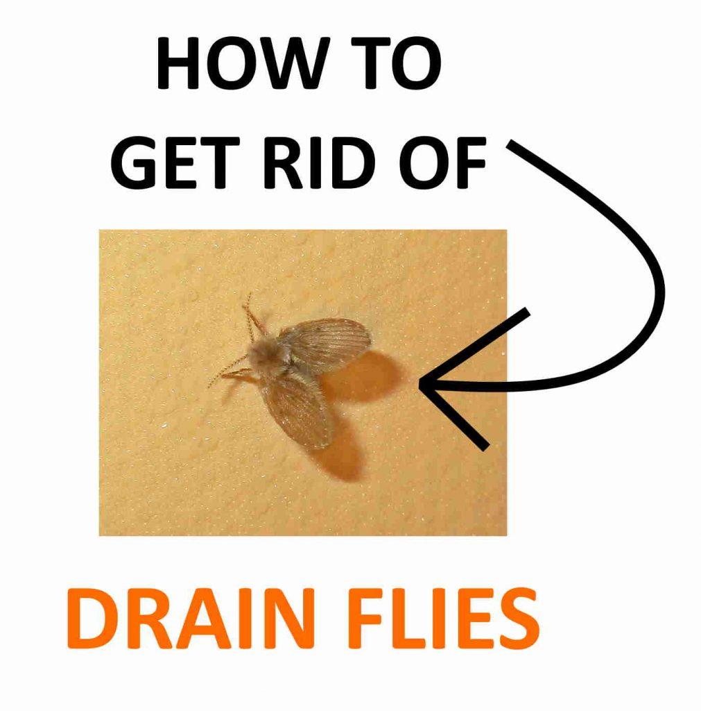 The Trick to Getting Rid of Drain Flies Naturally