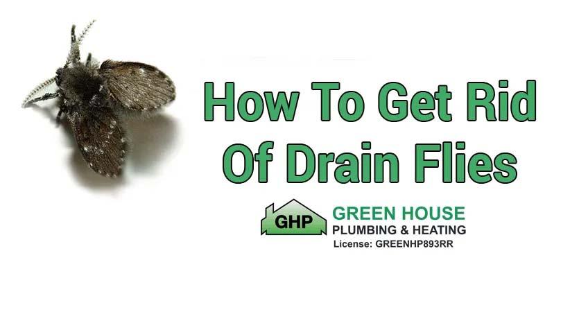 The Trick to Getting Rid of Drain Flies Naturally 