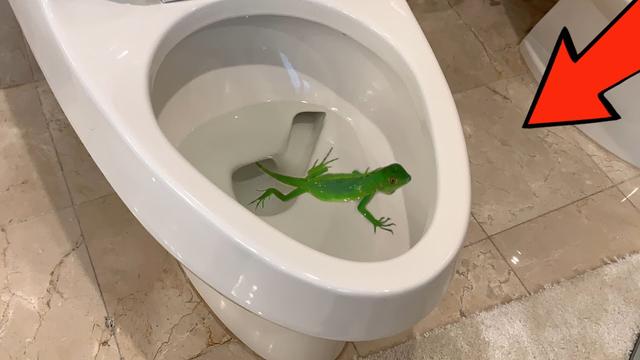 Iguanas in the toilet. Snakes in the shower. Welcome to Florida! | Commentary