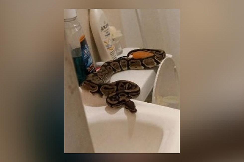 Iguanas in the toilet. Snakes in the shower. Welcome to Florida! | Commentary 