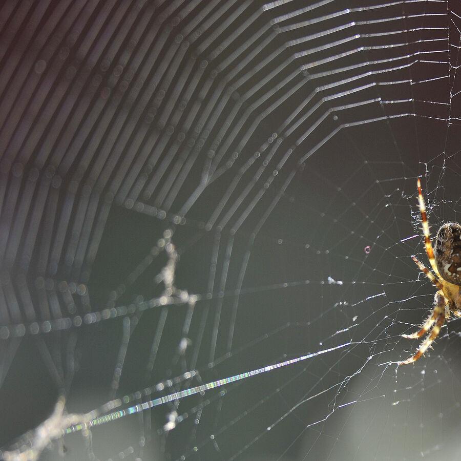 Simple hack using Huddersfield brand Zoflora could keep spiders out of your home this autumn 