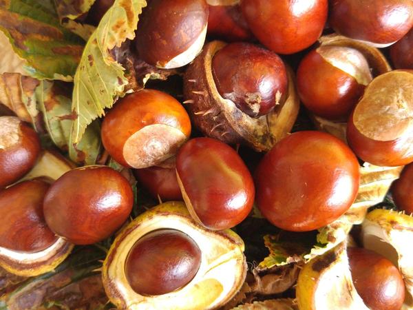 Do conkers keep spiders out of homes? Expert unveils truth on theory