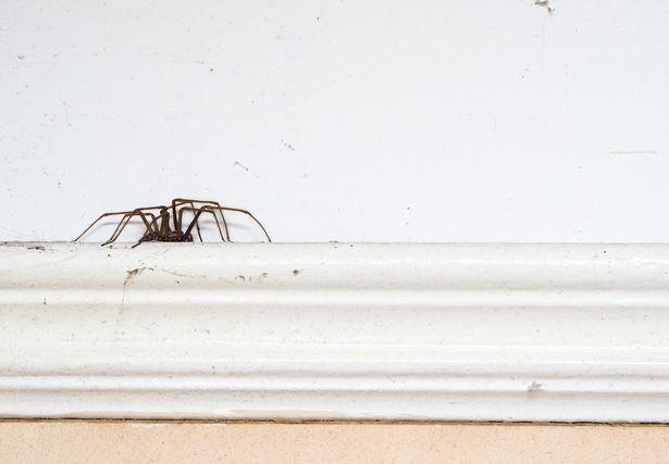 Do conkers keep spiders out of homes? Expert unveils truth on theory 