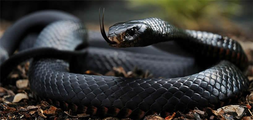 Producing snake anti-venom can give Nigeria good foreign exchange –Professor of Wildlife Resources Management, Eniang 