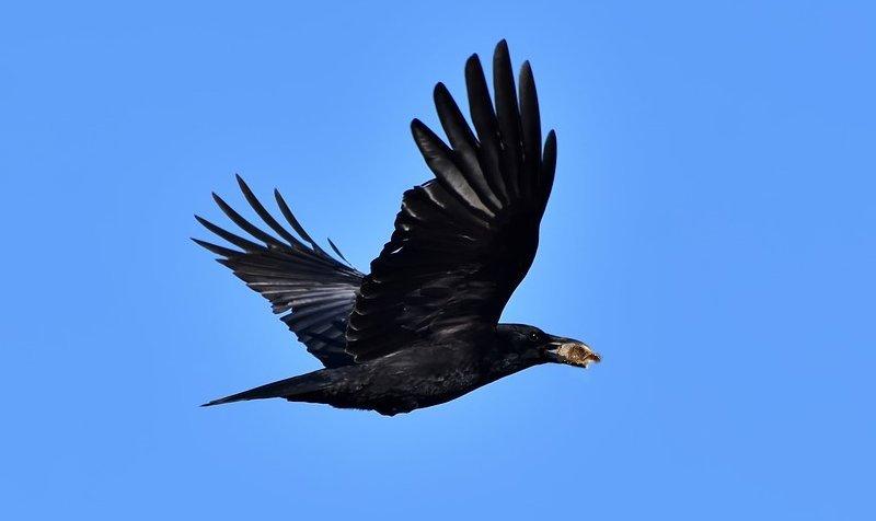 Crows Fly Where They Want, They Rarely Back Down, and Carry a Grudge