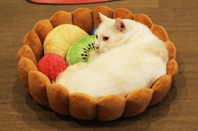 フルーツタルトの具になってスヤスヤ寝るだけでかわいい猫用クッションが『フェリシモ猫部』から新登場 企業リリース | 日刊工業新聞 電子版 