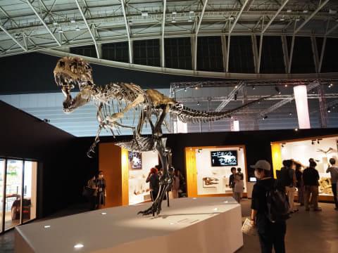 トリケラトプス「レイン」の全身骨格標本が初来日。恐竜科学博 