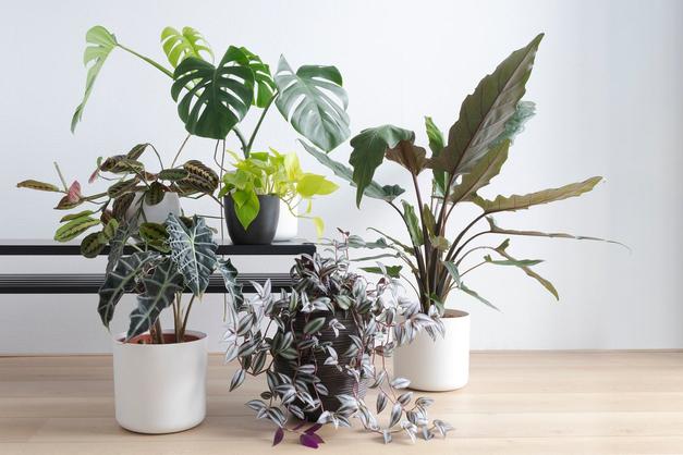 The 22 Best Trees to Grow Indoors