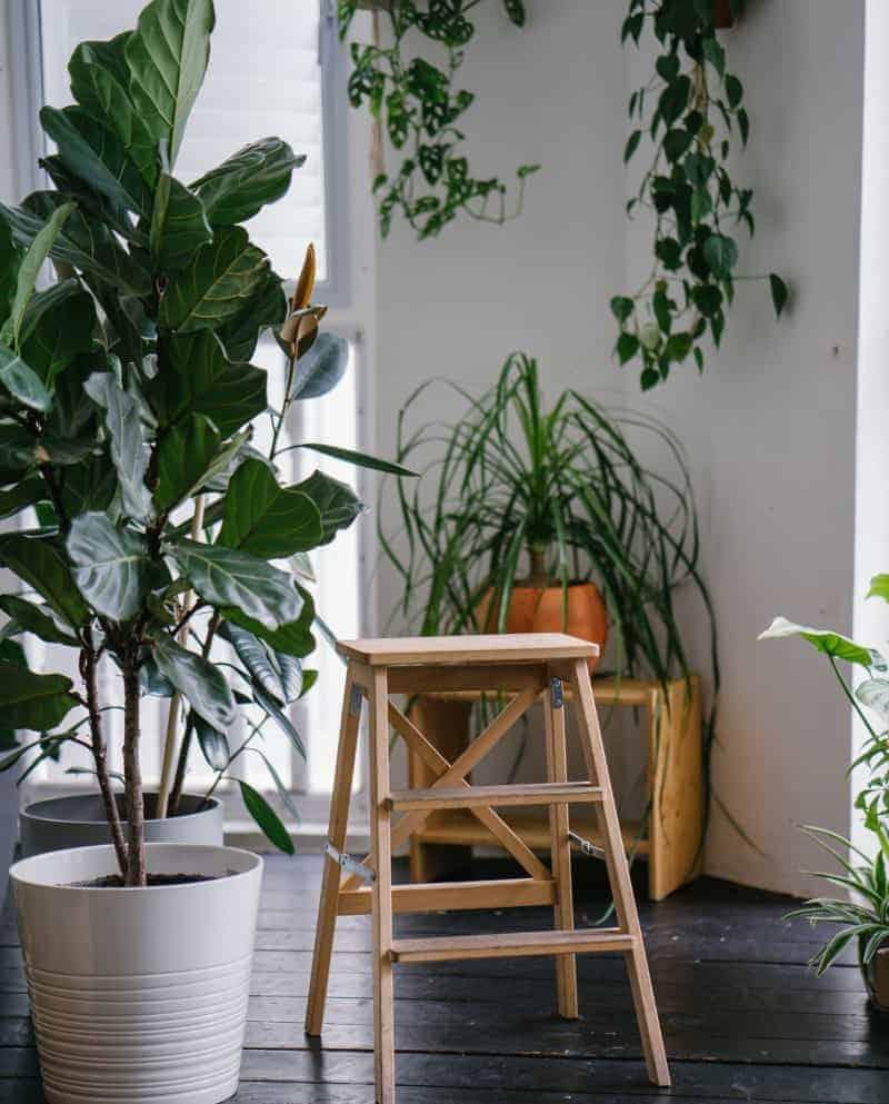 The 22 Best Trees to Grow Indoors 