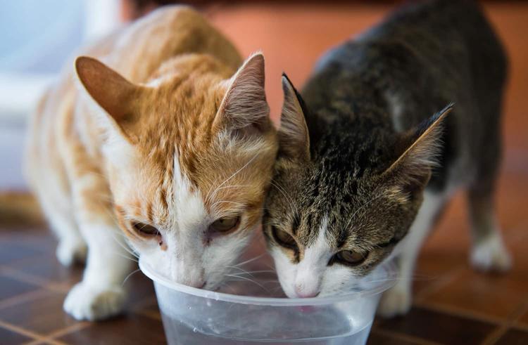 Why does my cat yowl at the water dish before drinking? 