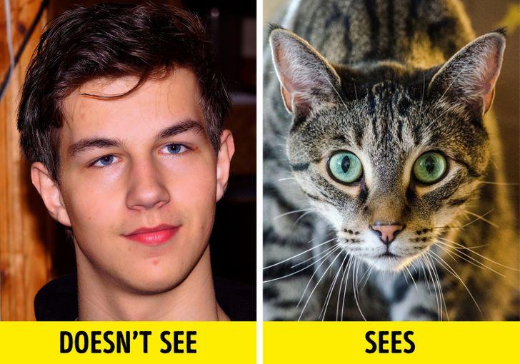Why Do Cats Stare? 