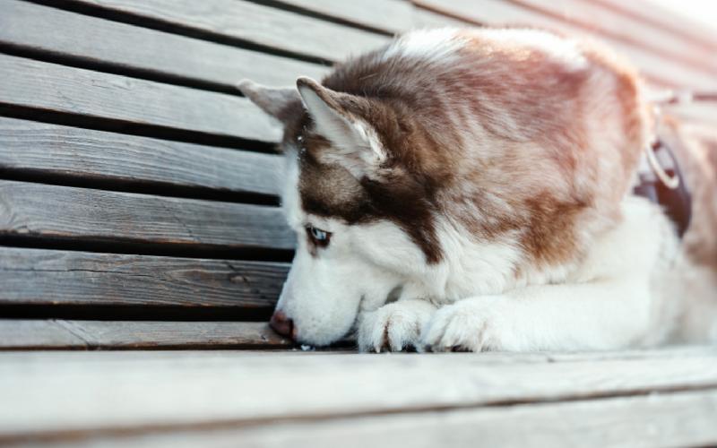 Your dog could be much less anxious if you do any of these 27 things, according to trainers 