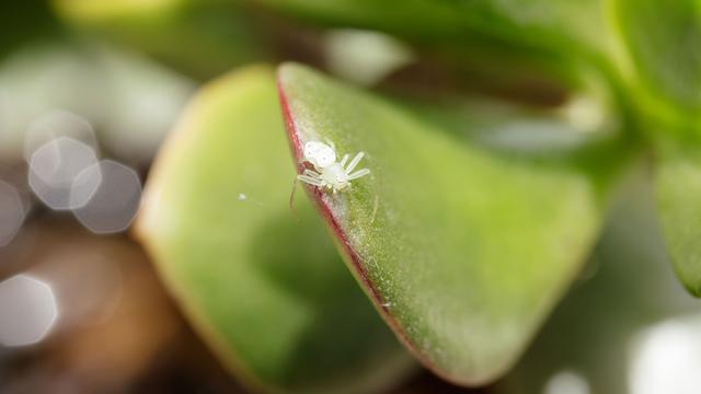 How to get rid of spider mites on houseplants using apple cider vinegar, rosemary oil and more