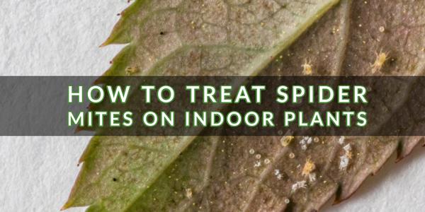How to get rid of spider mites on houseplants using apple cider vinegar, rosemary oil and more 