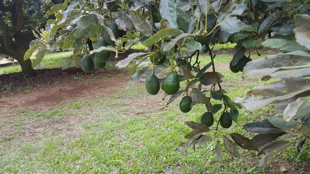 What you want to know to choose "Sustainable Avocado".I asked Avocado professional