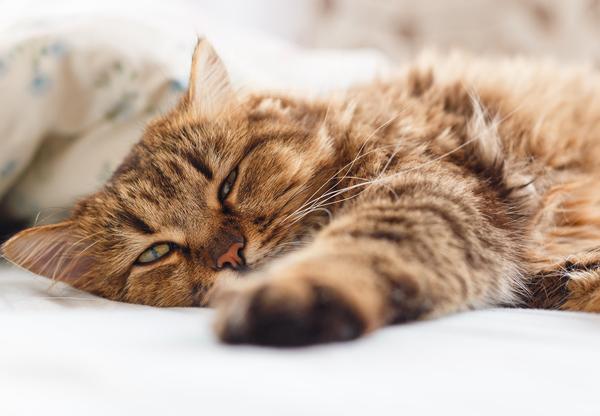 13 Silent Signs Your “Healthy” Cat Is Actually Sick