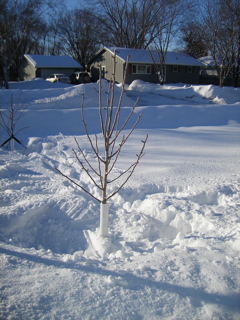 Whitewash, tree guard can protect young trees in winter